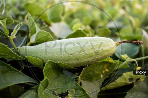 Image of Trichosanthes Dioica Or Pointed Gourd Is A Vine Plant-EZ248661 ...