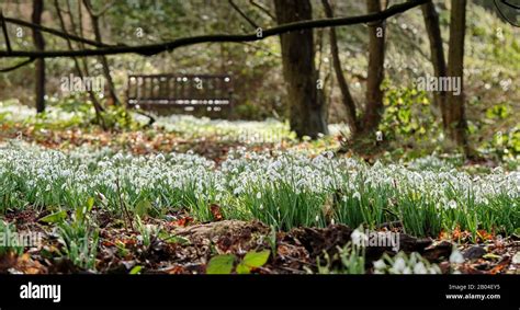 Woodland snowdrops in the sunshine Stock Photo - Alamy