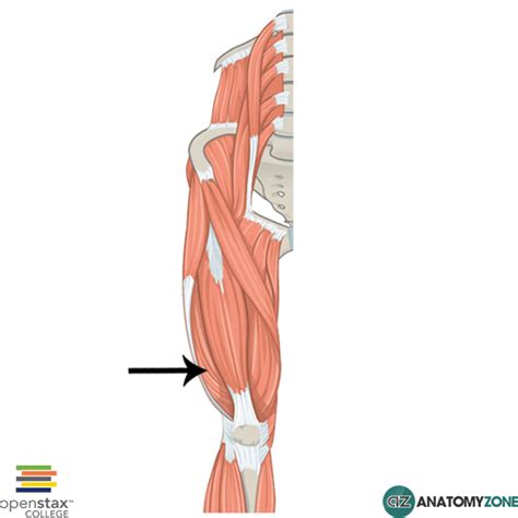 Vastus Lateralis • Muscular, Musculoskeletal • AnatomyZone