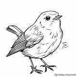 Robin Coloring Pages  Free & Printable sketch template