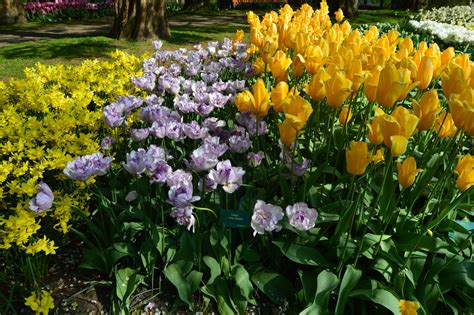 Keukenhof Tulip Garden in The Netherlands - Photo by Mickey Gast Flower ...