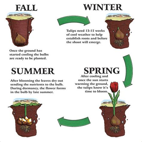 Planting & Protecting Fall Bulbs - Vanderwees Home & Garden