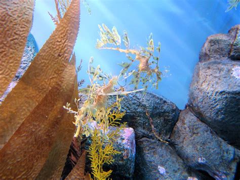 DSC28210, Leafy Sea Dragon, Monterey Bay Aquarium, Montere… | Flickr