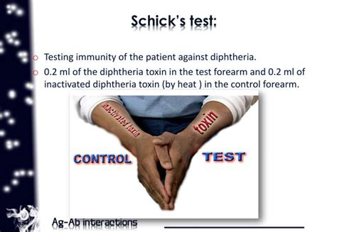 PPT - Agglutination PowerPoint Presentation - ID:1984254