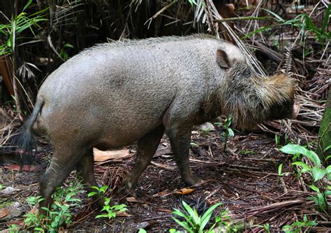 Nature in Sarawak, Malaysia: Primates & Other Mammals | Jearld Moldenhauer