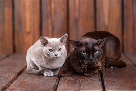 Burmese Cat Breed Info: Personality Traits - The Dogman