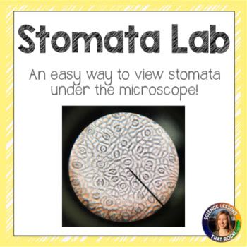 How To View Stomata Under The Microscope - Science Lessons That Rock