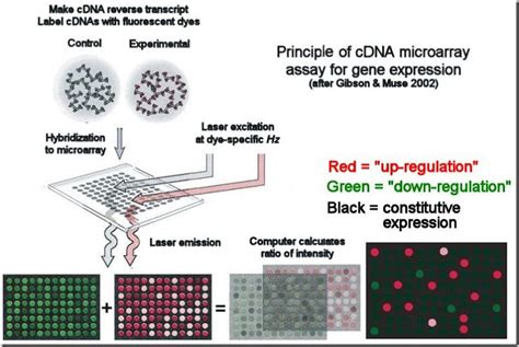 DNA Microarray Steps (Procedure) and Applications