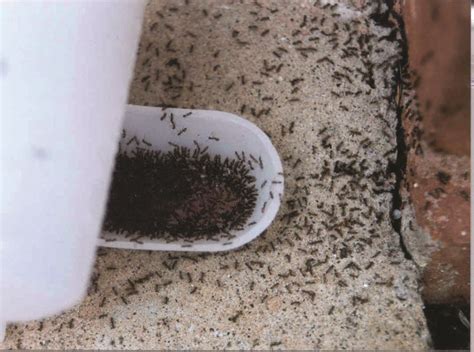 Little Black Ants: How to Get Rid of Small / Tiny Black Ants