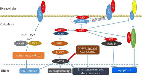 Frontiers | Alpha-Fetoprotein Binding Mucin and Scavenger Receptors: An ...