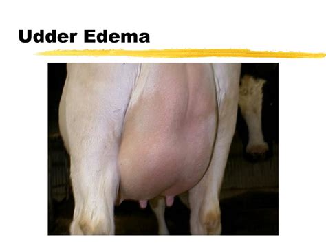 Udder Edema In Dairy Cows - All About Cow Photos