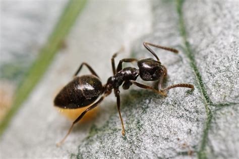 Most Common Ants in Illinois • Madison County Termite and Pest Control