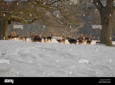 Deer in snow Stock Photo - Alamy