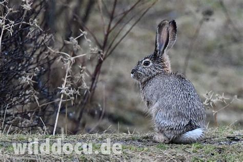 Wildlife in the Darwaz Mountains of Tajikistan – Ralfs' Wildlife and Wild Places