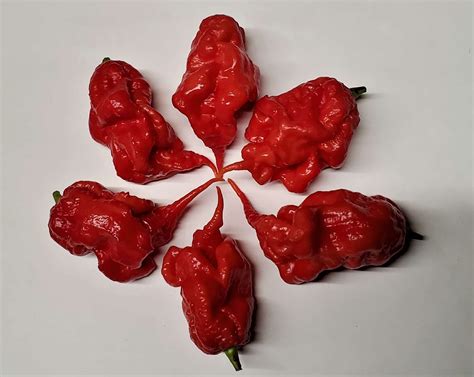 Mutant X Pepper Seeds | Super Hot Chiles