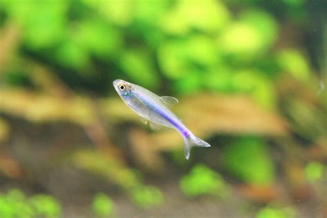 Blue Tetra | Fish pet, Pets, Animals