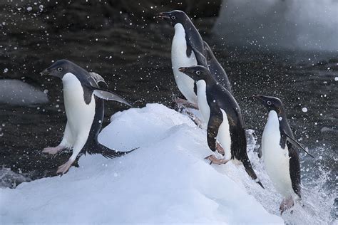 Pinguino Adelia - Adelie penguin - (Pygoscelis adeliae) - Pingüinos - Iñigo Bernedo, Fotografía ...