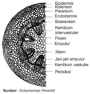 Struktur Jaringan Penyusun Batang Dikotil