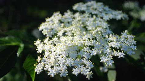 letter english: How To Use Elder Flowers / Elderflower guide: where to find it, how to identify ...