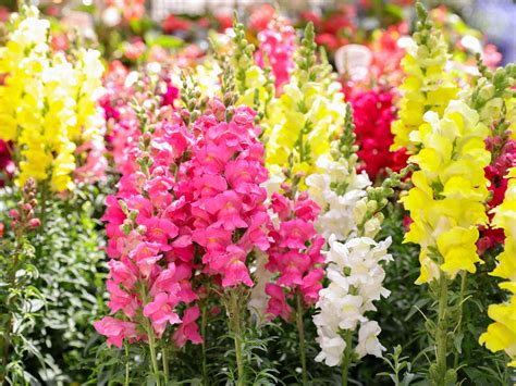 How to grow and care for Snapdragons | Love The Garden