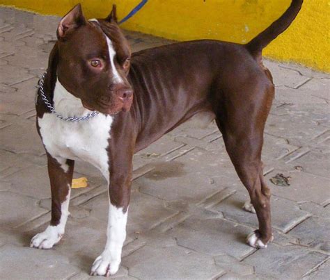 Red Nose Pitbull - The Facts About This American Terrier - Animal Corner