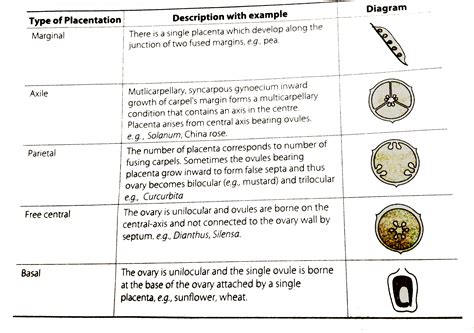 The arrangement of ovules within the ovary is known as placentation ...