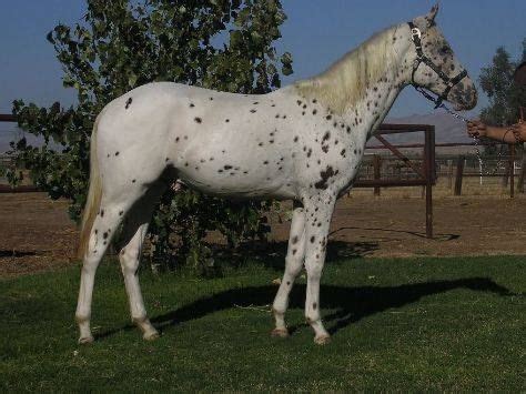 Few Spot Appaloosa | Appaloosa, Horse coloring, Horses