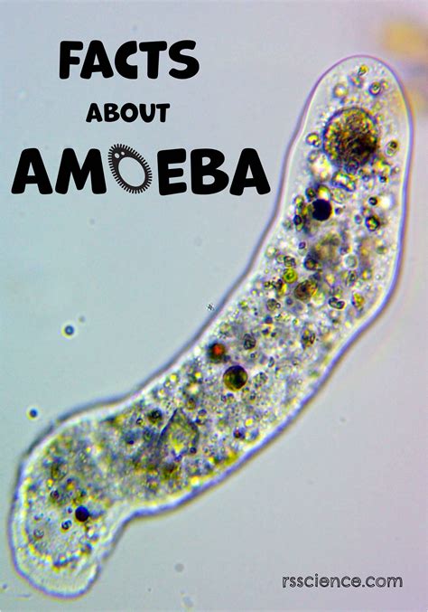 Facts about Amoeba | Microscope activity, Protists, Things under a microscope