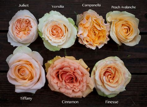 The Peach Rose Study | Juliet garden rose, Peach roses, Peach flowers