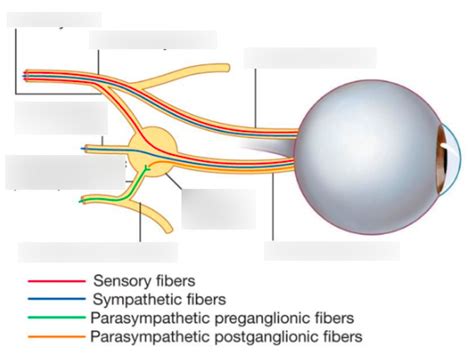 Roots of the Ciliary Ganglion Diagram | Quizlet