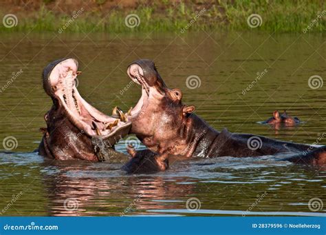 Hippo Fight stock photo. Image of safari, africa, ruaha - 28379596