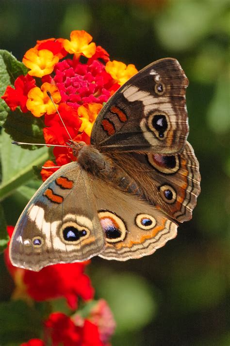 Buckeye Butterfly Pictures