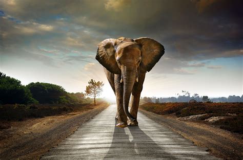 3840x2543 elephant 4k computer wallpaper hd free download Images Wallpaper, Photo Wallpaper ...