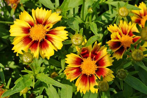 How to Grow and Care for Coreopsis - Garden Lovers Club