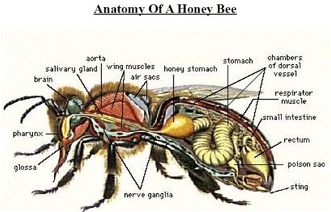 Bumble Bee Anatomy Diagram