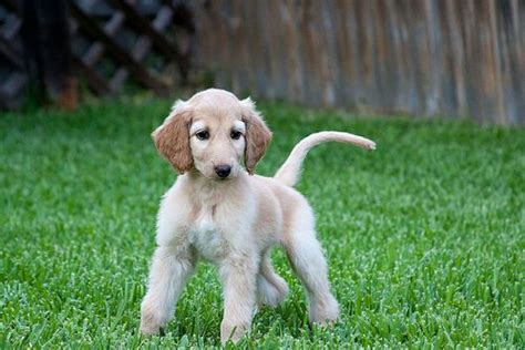 Afghan Hound - Native Breed.org