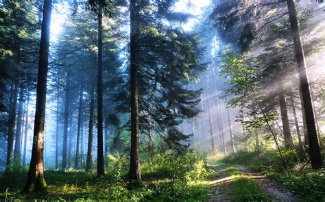 Full HD Forest Wallpapers - Top Free Full HD Forest Backgrounds - WallpaperAccess