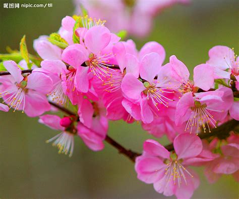 桃花摄影图__花草_生物世界_摄影图库_昵图网nipic.com