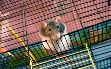 The 15 Best Cage for Mice: Reviews & Guide 2022 - My Life Pets