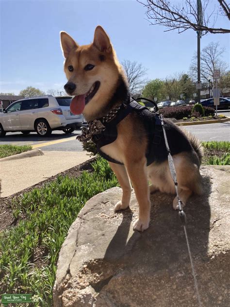 AKC Pure Bred Shiba Inu. Tri-colored. - Stud Dog in Virginia , the ...