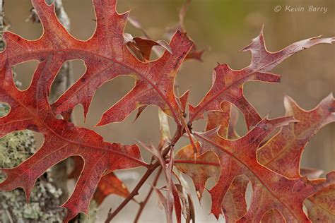 Turkey Oak Leaves | Allen David Broussard Catfish Creek Preserve State Park; Polk County ...