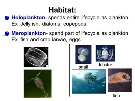 Key Differences Between Holoplankton and Meroplankton