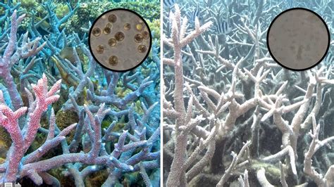 A few genetic tweaks may help corals survive climate change | Science ...