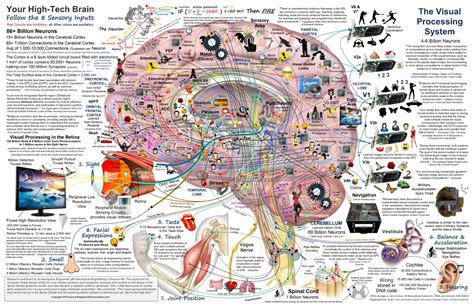 Calaméo - Brain Circuits Functions Infographic 1643065427