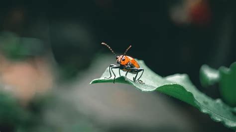 Premium Photo | Bug leaf