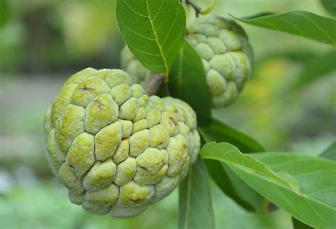 Sweetsop | Description, Tree, Fruit, Uses, & Facts | Britannica