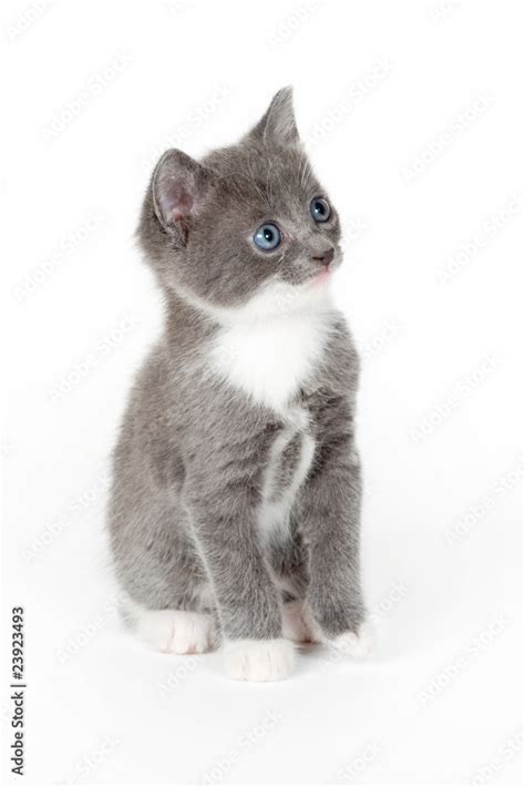 Grey Kittens With Blue Eyes