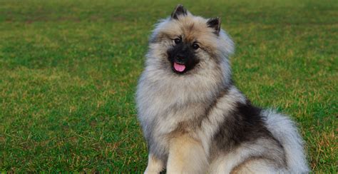 Keeshond Breed Guide (Lifespan, Size & Characteristics)