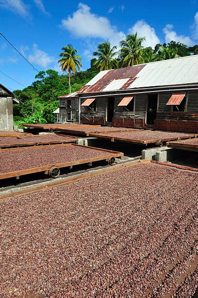 Best Cocoa Plantation Stock Photos, Pictures & Royalty-Free Images - iStock