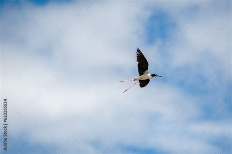 Endangered Hawaiian Stilt In Flight. The Hawaiian stilt is an ...